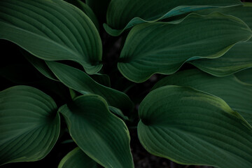 Hosta plant. Green leaves. Natural green background. Large large leaves of a garden plant.