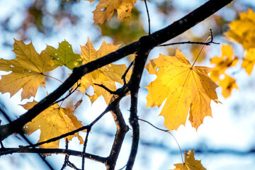Maple branch with bright yellow leaves on a background of blue sky