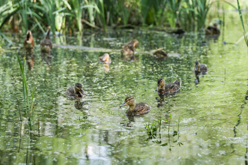 small duckling swimming in the pond. duck brood in the lake in city park