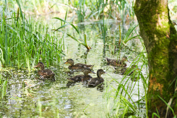 small duckling swimming in the pond. duck brood in the lake in city park