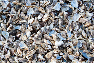 Texture of many small shells