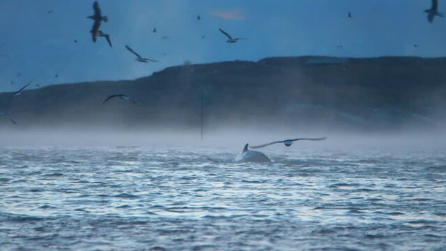 WS Humpback whale and killer whale surfacing in fjord / Sommaroy, Tromso, Norway