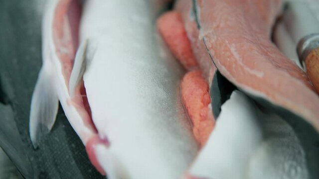 CU SELECTIVE FOCUS Eviscerated arctic char / Tasermiut, Kujalleq, Greenland
