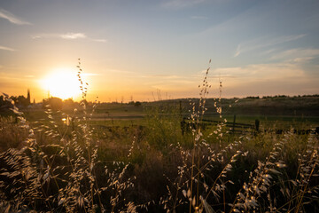Wheat and grasses in a country sunset landscape in Oakdale, California - obrazy, fototapety, plakaty
