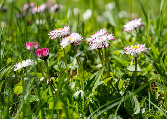Field with daisies.