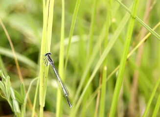 dragonfly on the grass