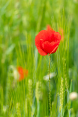 Corn poppy flower in a grain field