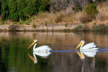 White Pelican