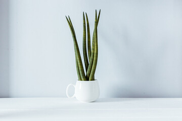 Sansevieria, succulent on a white table and a light background. One of the champions in the production of oxygen among home plants, Modern room decor.