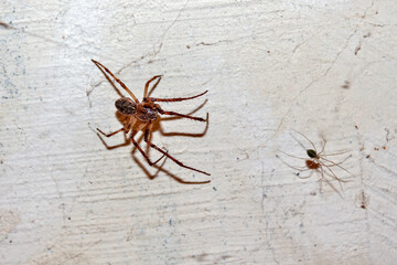Two of the spider on the wall