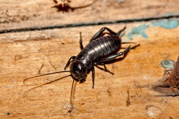 Black beetle on the wall