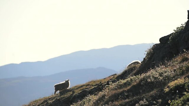 WS TS Sheep walking on grassy hill / Tasermiut, Kujalleq, Greenland