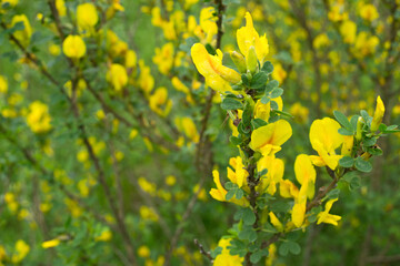 Shrub bright yellow spring flowers. Blurred background.