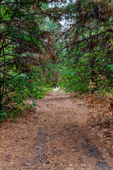 The path in the forest