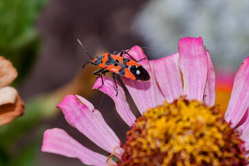 Bedbug (Pyrrhocoridae) soldier sits on a flower