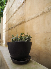 plant in a pot on the wall