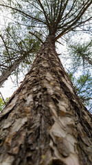 fotos de bosque de pinos
