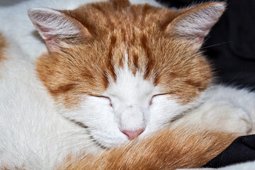 Sleeping red cat. Face close up