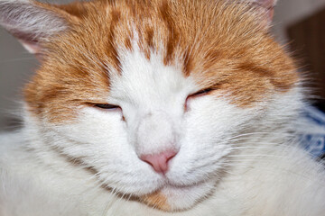 Sleeping red cat. Face close up
