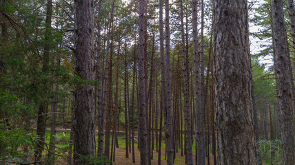 fotos de bosque de pinos