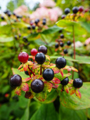 berries on a bush