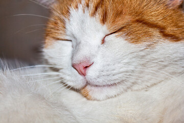 Sleeping red cat. Face close up