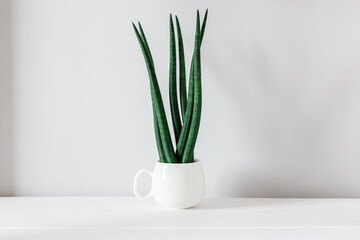 ornamental plant - sansevieria, succulent. Modern decor, looks spectacular at home or in the office