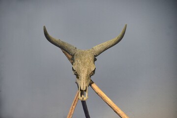 Longhorn skull on gray background
