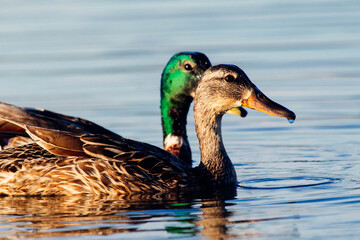Wild duck, Mallard