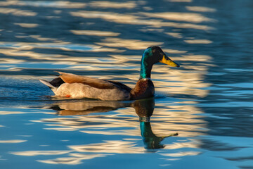 Wild duck, Mallard