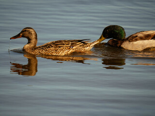 Wild duck, Mallard