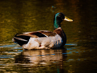 Wild duck, Mallard