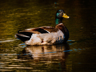 Wild duck, Mallard