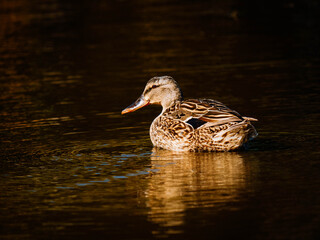 Wild duck, Mallard