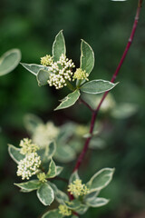 white flowers of a tree