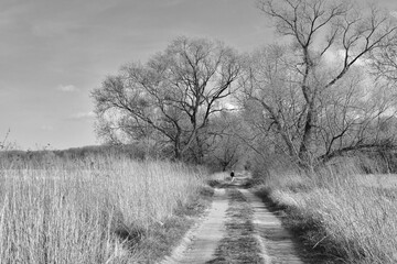 Obraz premium path in the woods