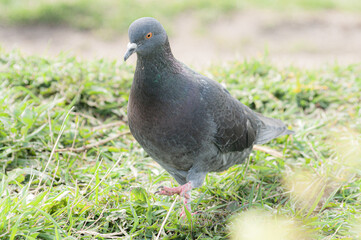 Obraz premium portrait of a walking pigeon