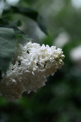 blooming lilac