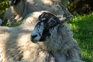 Four week old lambs and Sheep low angle view portrait in green grass field