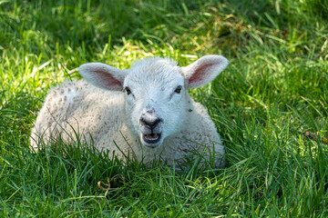 Naklejka na ściany i meble Four week old lamb low angle view portrait in green grass field