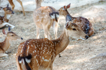 Fototapeta premium spotted deers in the forest