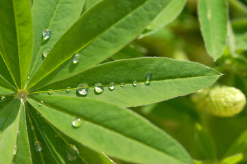 Lupine leaves with drops after rain