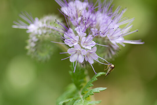 Phazelie Bilder Durchsuchen 87 Archivfotos, und Videos
