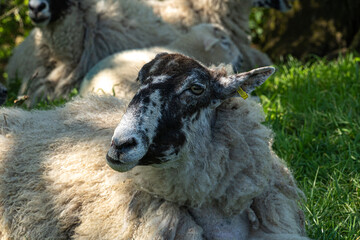 Four week old lambs and Sheep low angle view portrait in green grass field