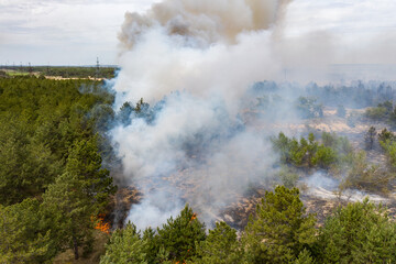 Forest fire in the coniferous forest, aerial view. The human factor that caused the disaster. Shooting from the drone.