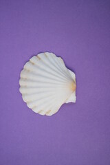 scallop shell on purple background with copy space