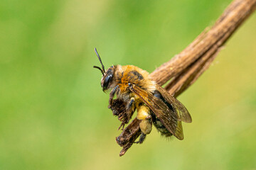 Large Yellow Orange and Black Striped Honey Bee Close up Marco Portrait View