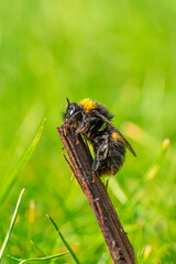 Large Yellow Orange and Black Striped Honey Bee Close up Marco Portrait View