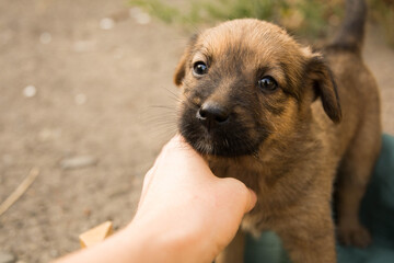 Golden brown puppy close-up with a human hand. Pooch in a dog shelter.