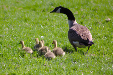 country goose family